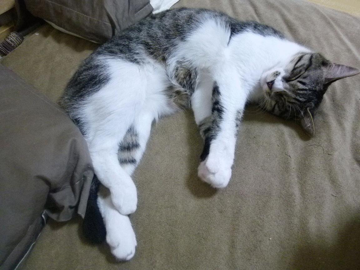 英雄联盟 新秀选手崛起引关注,英雄联盟最强新秀