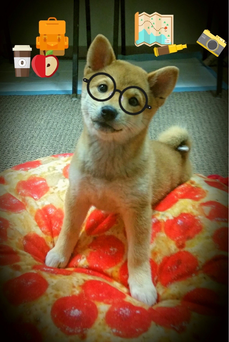 摩洛哥女篮在非洲锦标赛中争夺奖牌,体育实力稳步增强,摩洛哥女子篮球直播