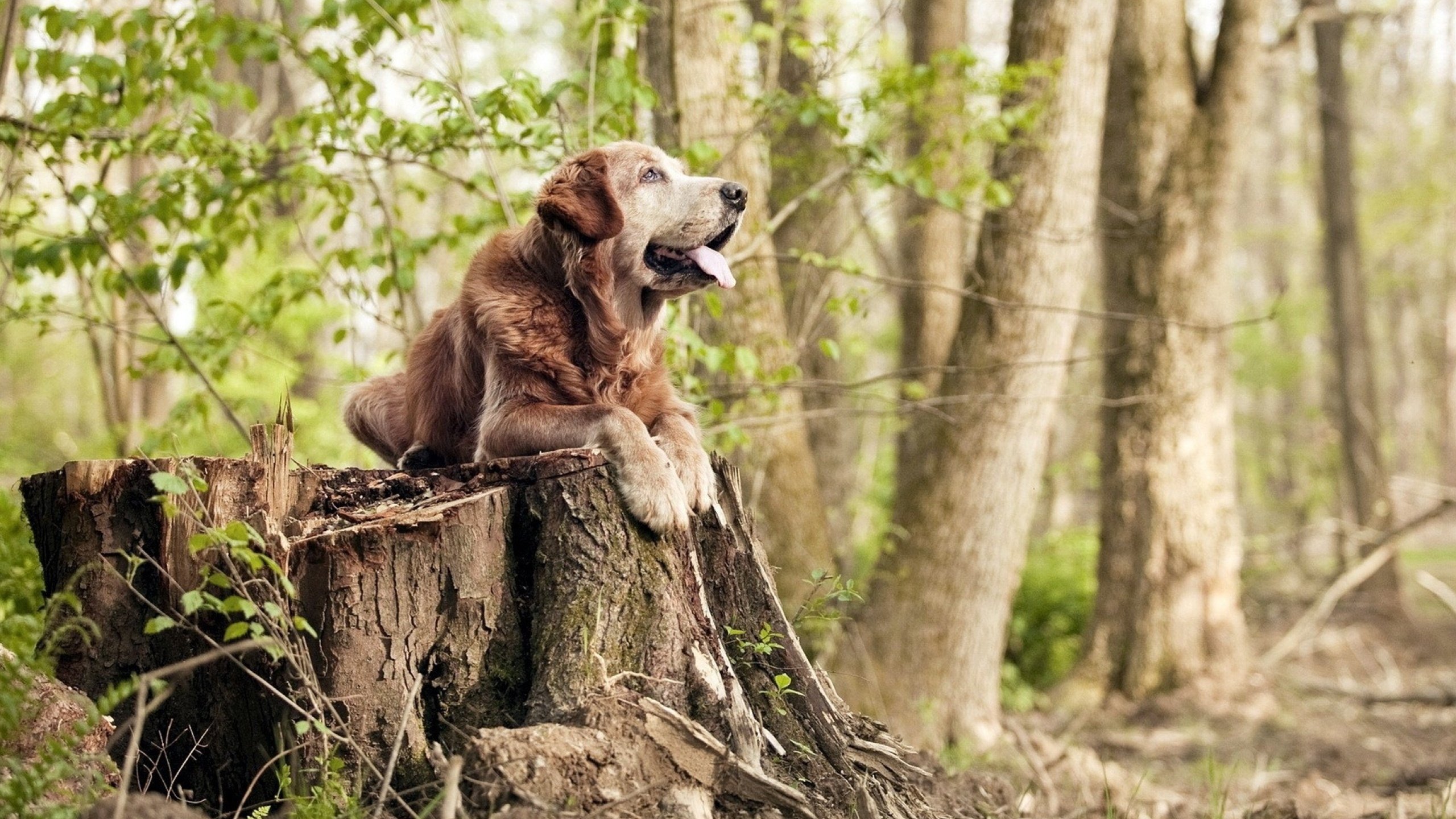 九游娱乐APP-教练组明确战术重心强调转换节奏与边路冲击相结合的打法