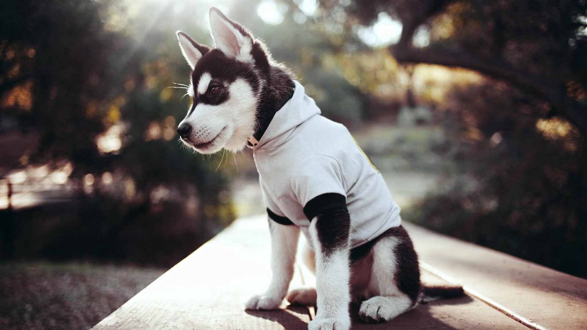 Jiuyou-渡边一平后半程爆发力成为制胜法宝，渡边一志