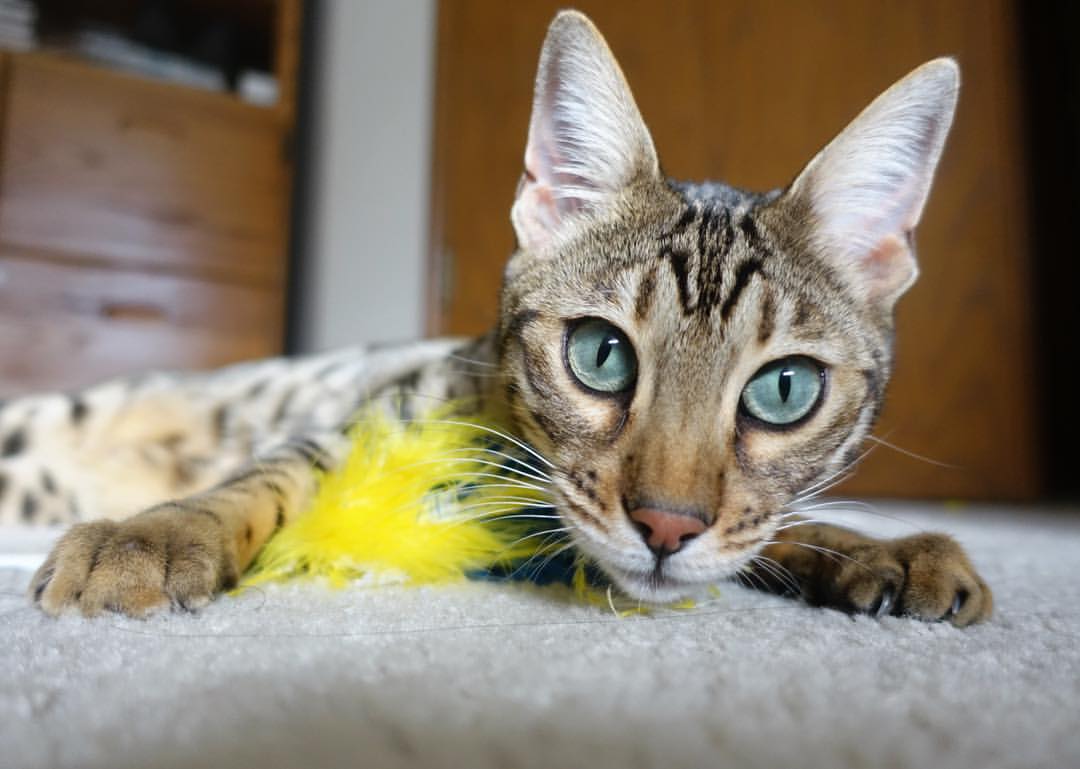 Jiu You-跨境合作打造足球主题的特色文化产业园区，足球产业主要经营内容